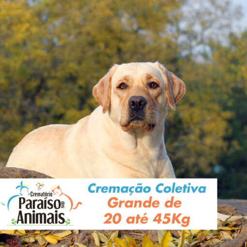 Cremação Coletiva Grande