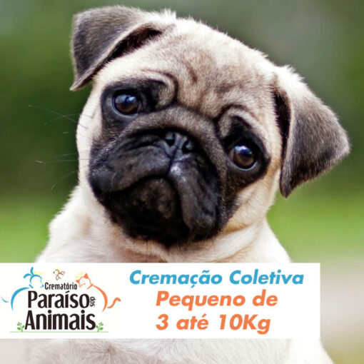Cremação Coletiva Pequeno