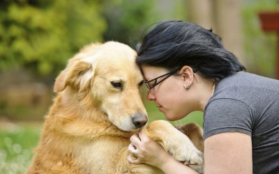 Veja 10 cuidados básicos com os animais de estimação