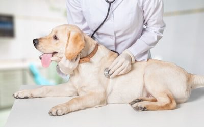 Um novo hospital dá esperança aos animais mais esquecidos