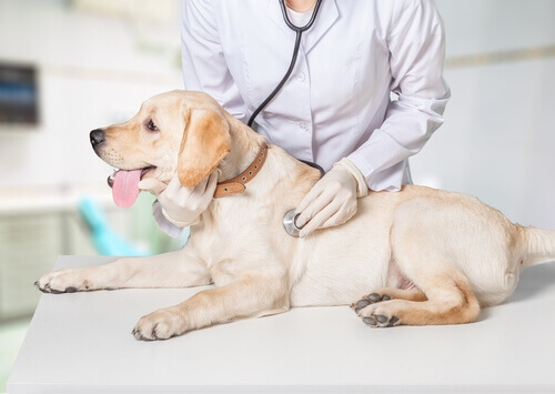 novo-hospital-para-animais Um novo hospital dá esperança aos animais mais esquecidos