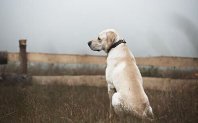 Como agir com os cães abandonados