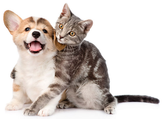 blog As 3 principais curiosidades sobre Cães e Gatos